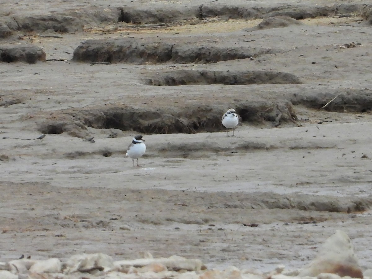 Semipalmated Plover - ML617973388