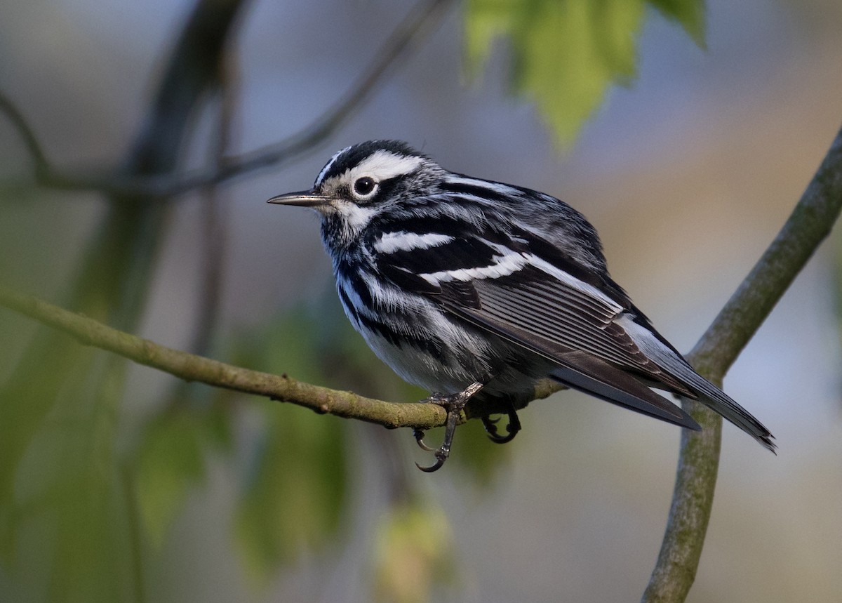 Black-and-white Warbler - ML617973414