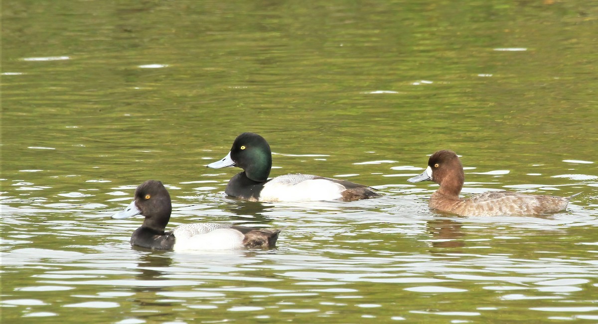 Greater Scaup - ML617973435