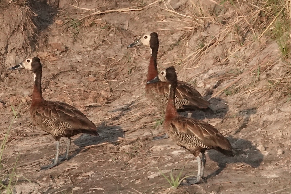 White-faced Whistling-Duck - Ken Weiss