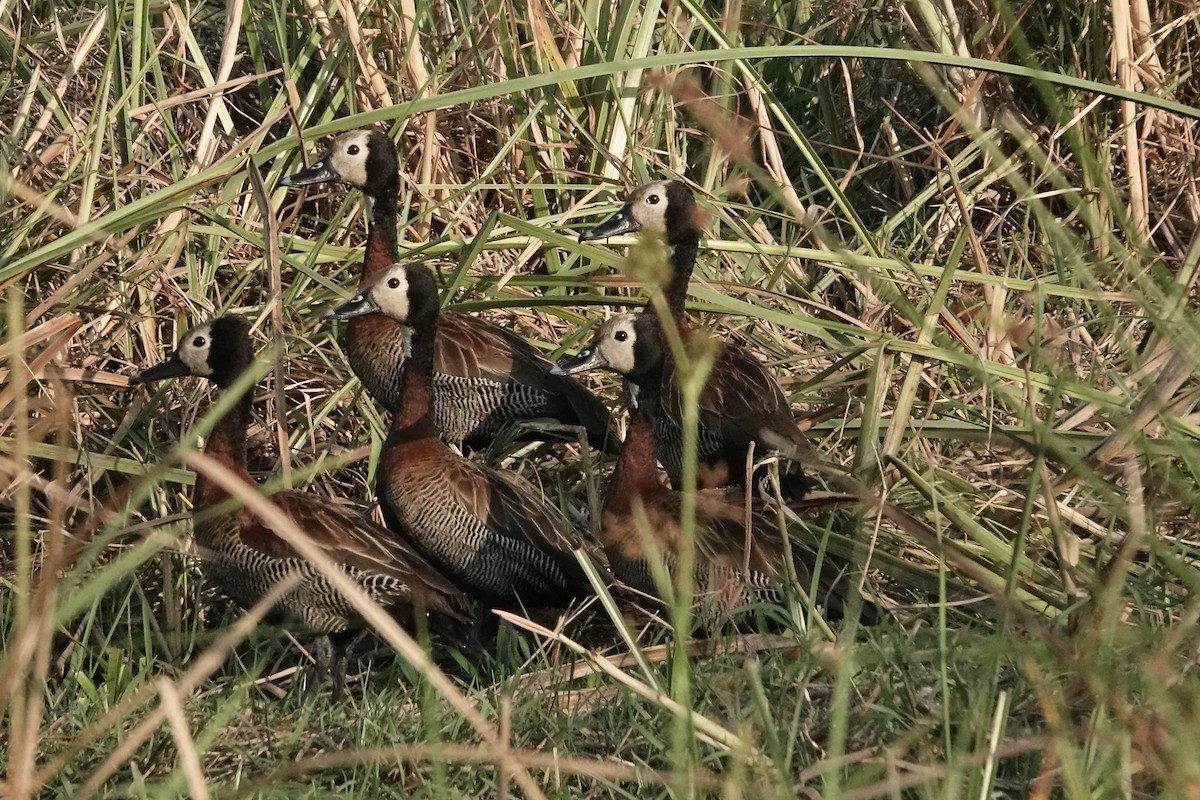 White-faced Whistling-Duck - Ken Weiss