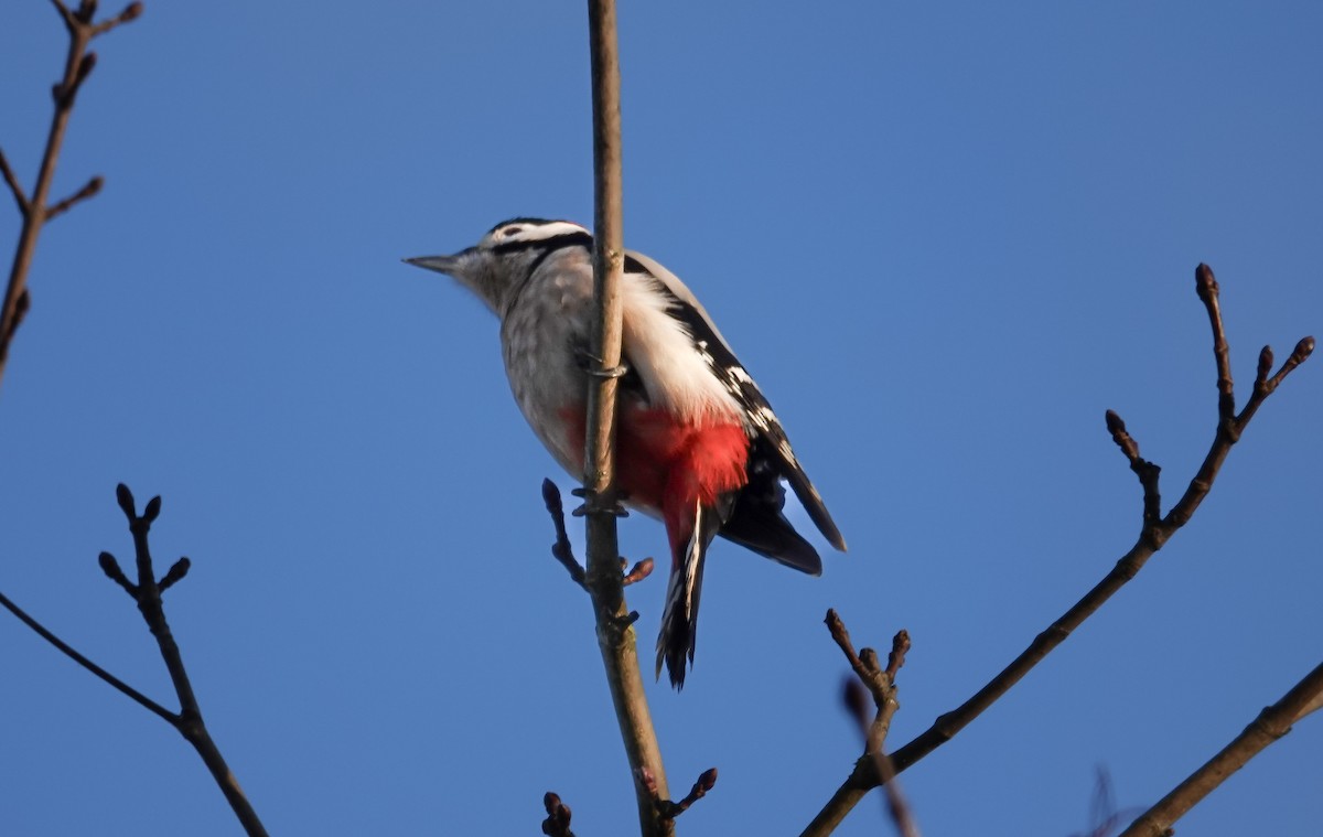 Great Spotted Woodpecker - ML617973450