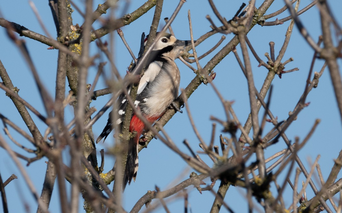 Great Spotted Woodpecker - ML617973451