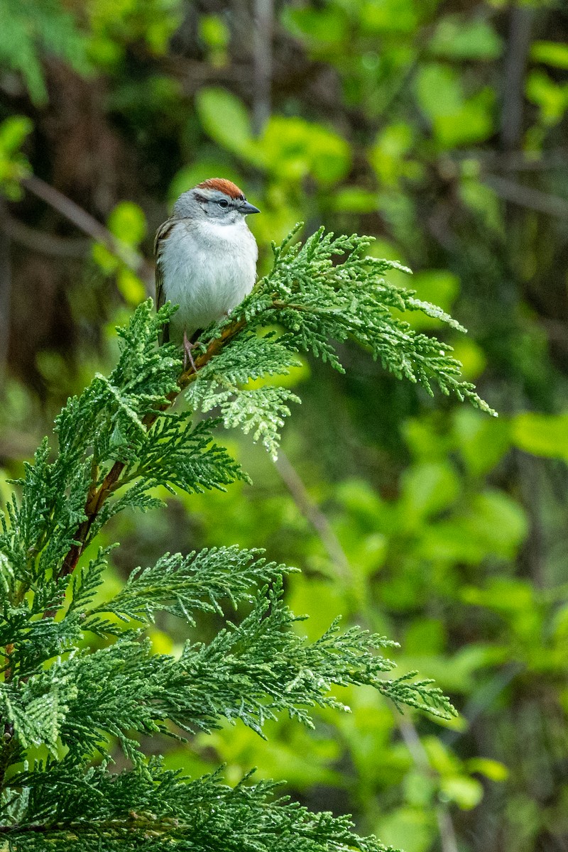 Chipping Sparrow - ML617973467
