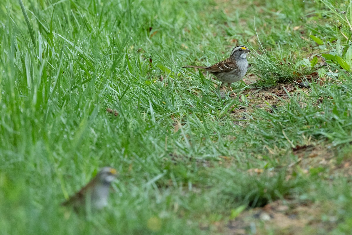 White-throated Sparrow - Ryan Douglas