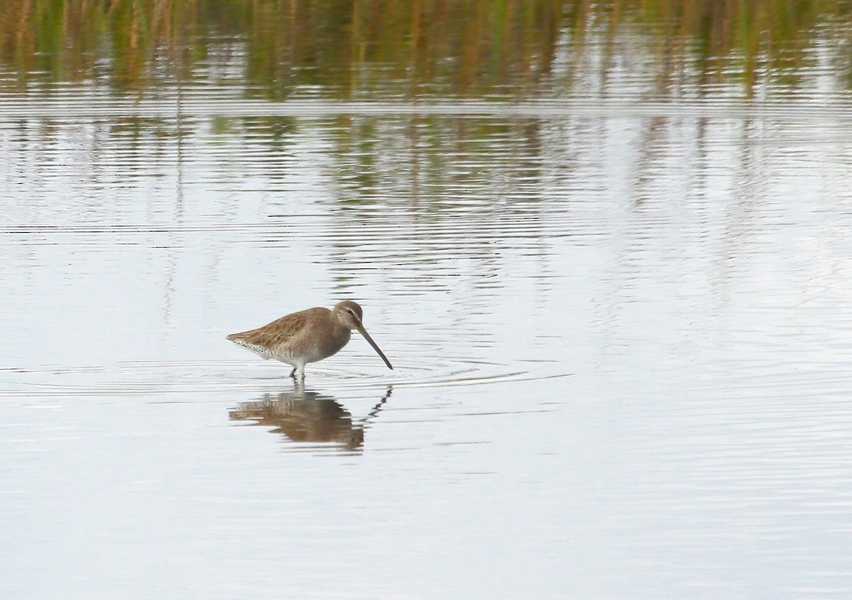 Long-billed Dowitcher - ML617973505