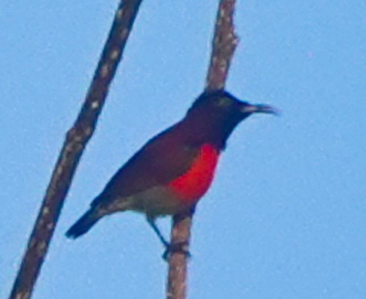 Purple-throated Sunbird - ML617973507