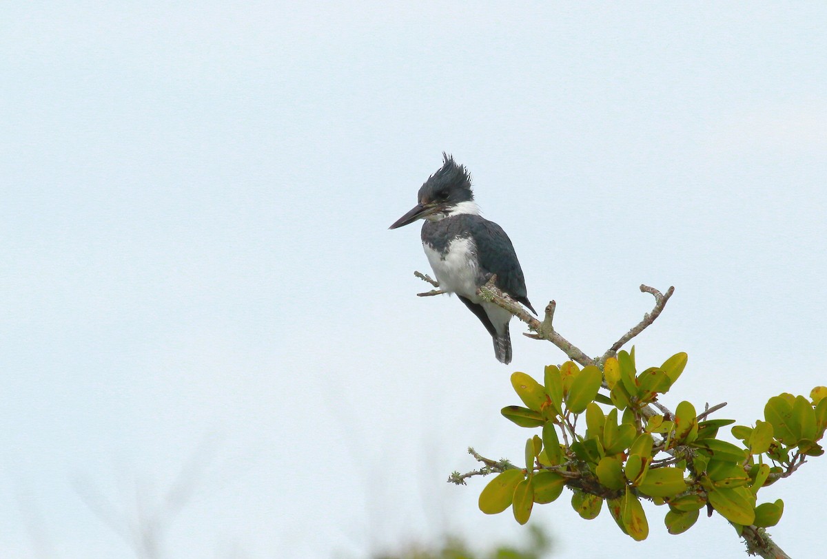 Belted Kingfisher - ML617973579