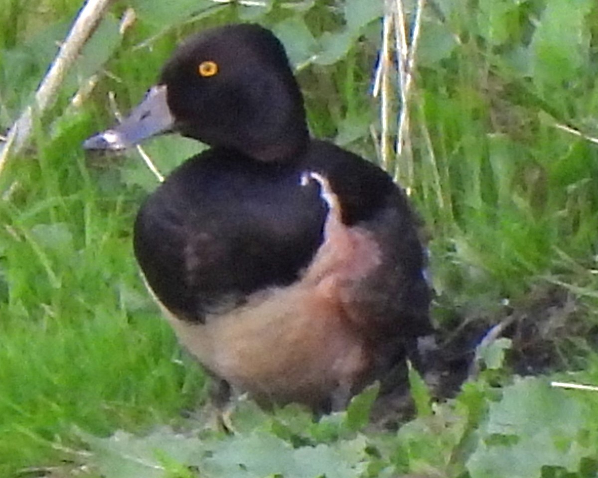 Ring-necked Duck - Michael I Christie