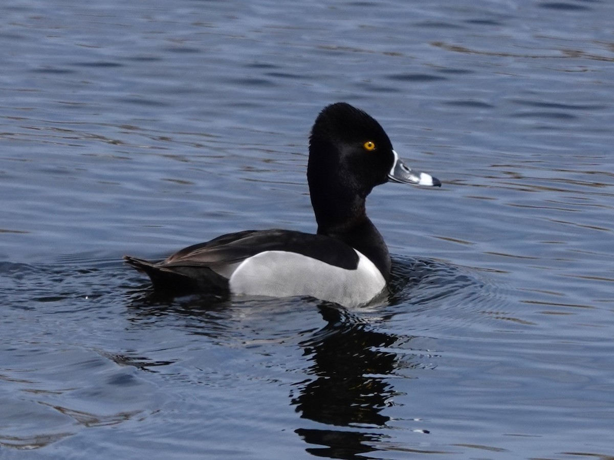 Ring-necked Duck - ML617973615