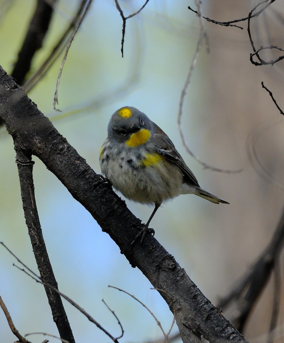 Yellow-rumped Warbler - Bob D'Antonio