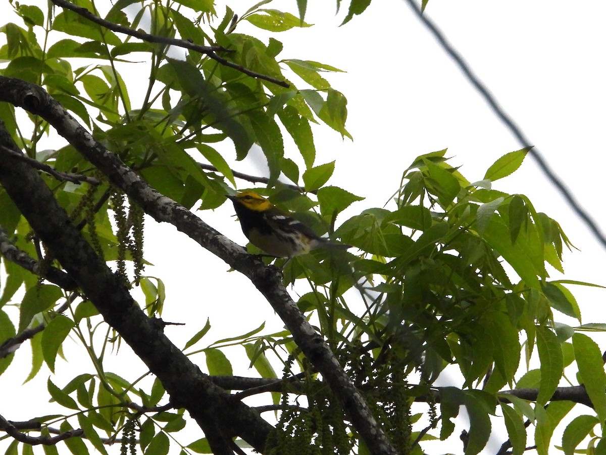 Black-throated Green Warbler - ML617973646
