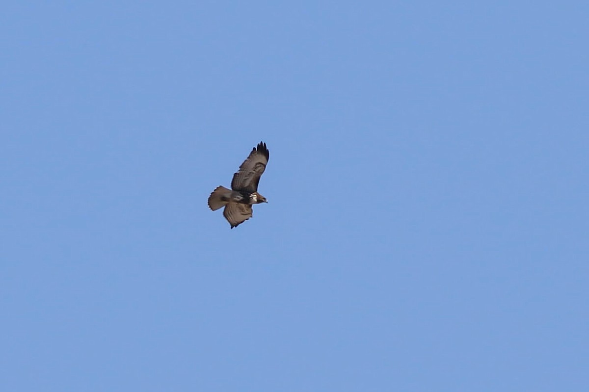 Red-tailed Hawk - ML617973655