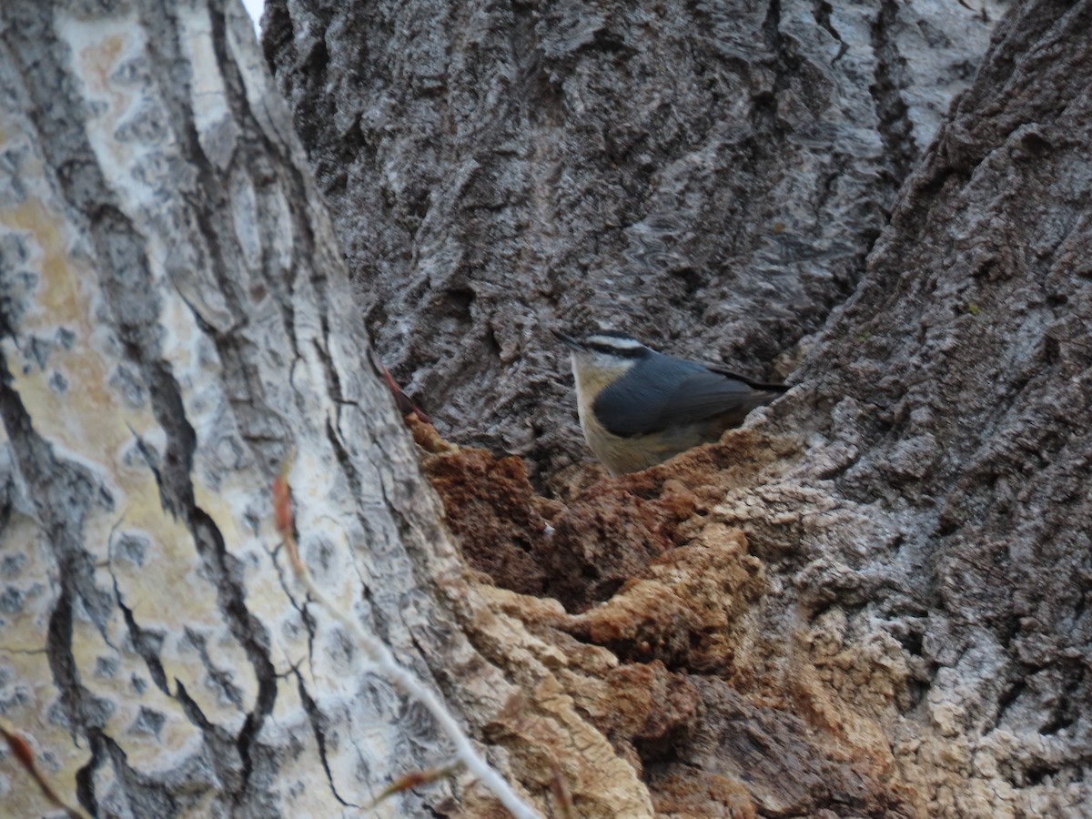 Red-breasted Nuthatch - ML617973671