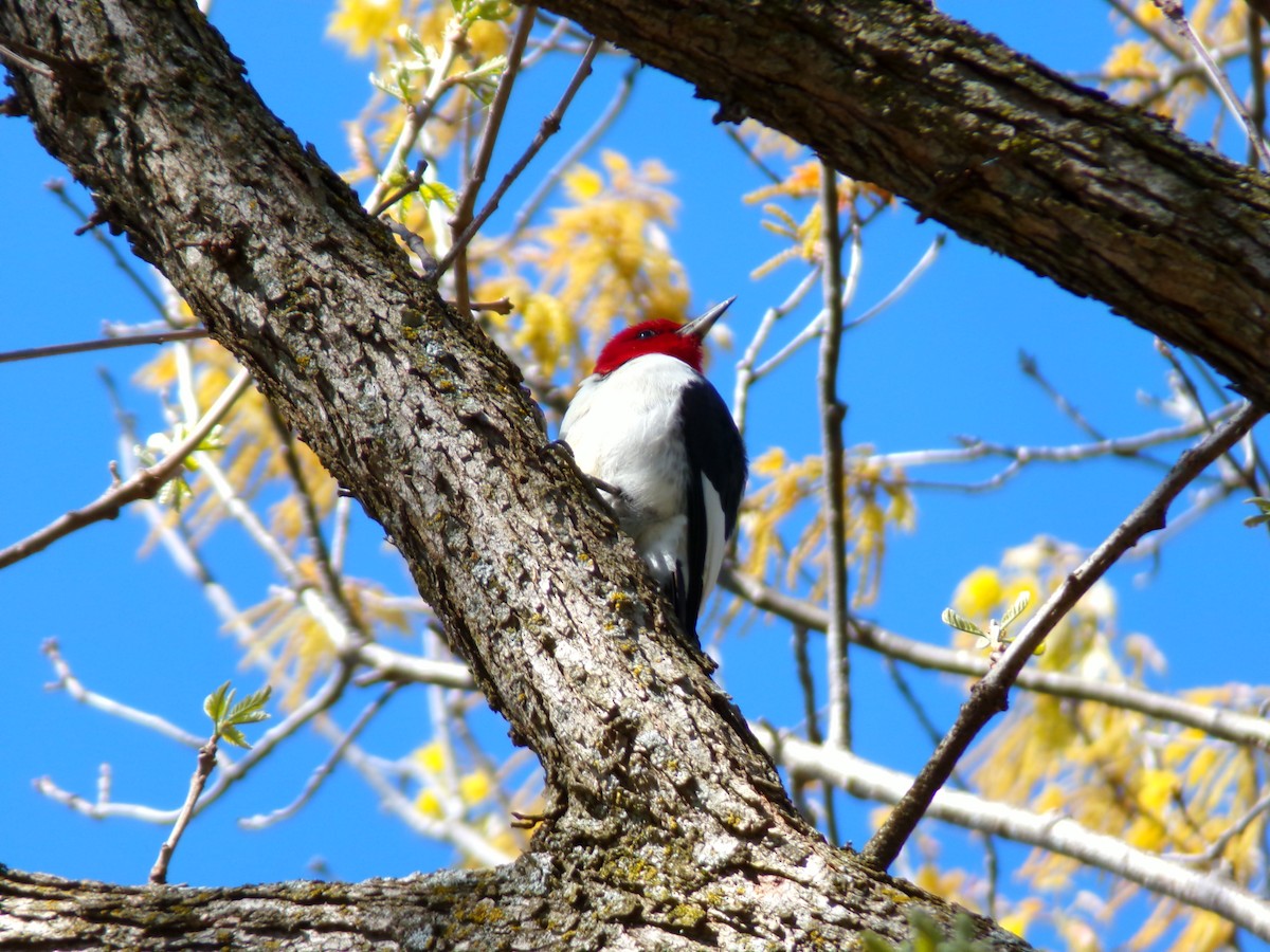 Red-headed Woodpecker - ML617973685