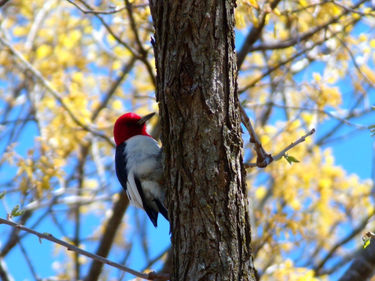 Red-headed Woodpecker - Kara Bean
