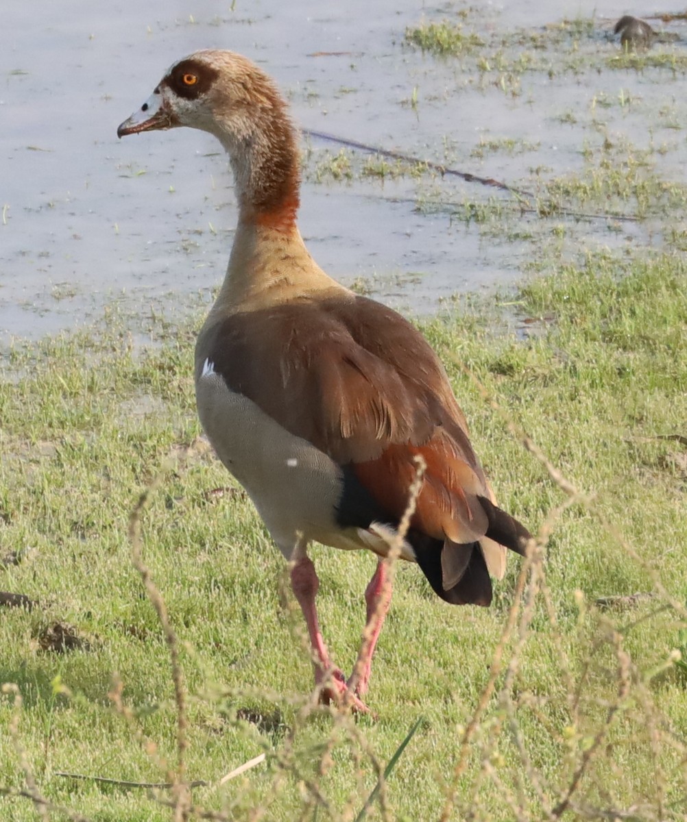 Egyptian Goose - Gautham Mohan