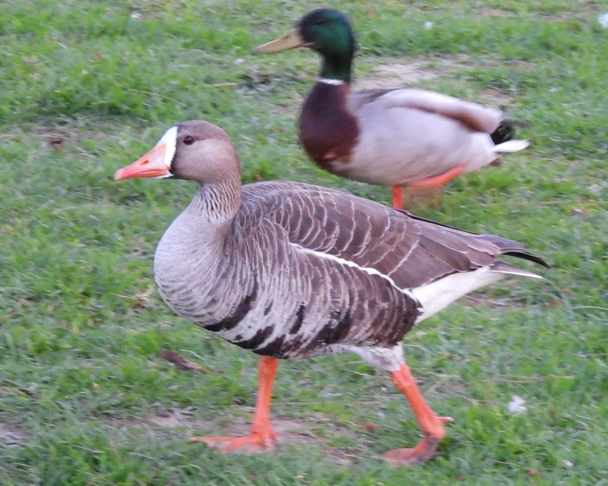 Greater White-fronted Goose - ML617973721