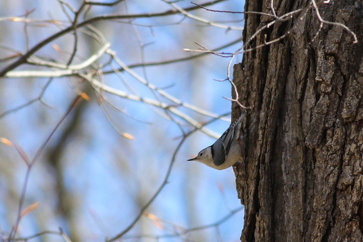 White-breasted Nuthatch - ML617973730