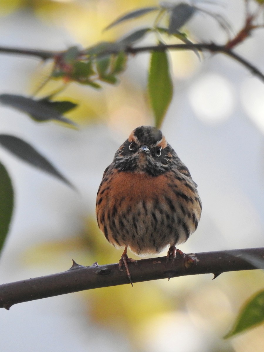Rufous-breasted Accentor - Milind Ganatra