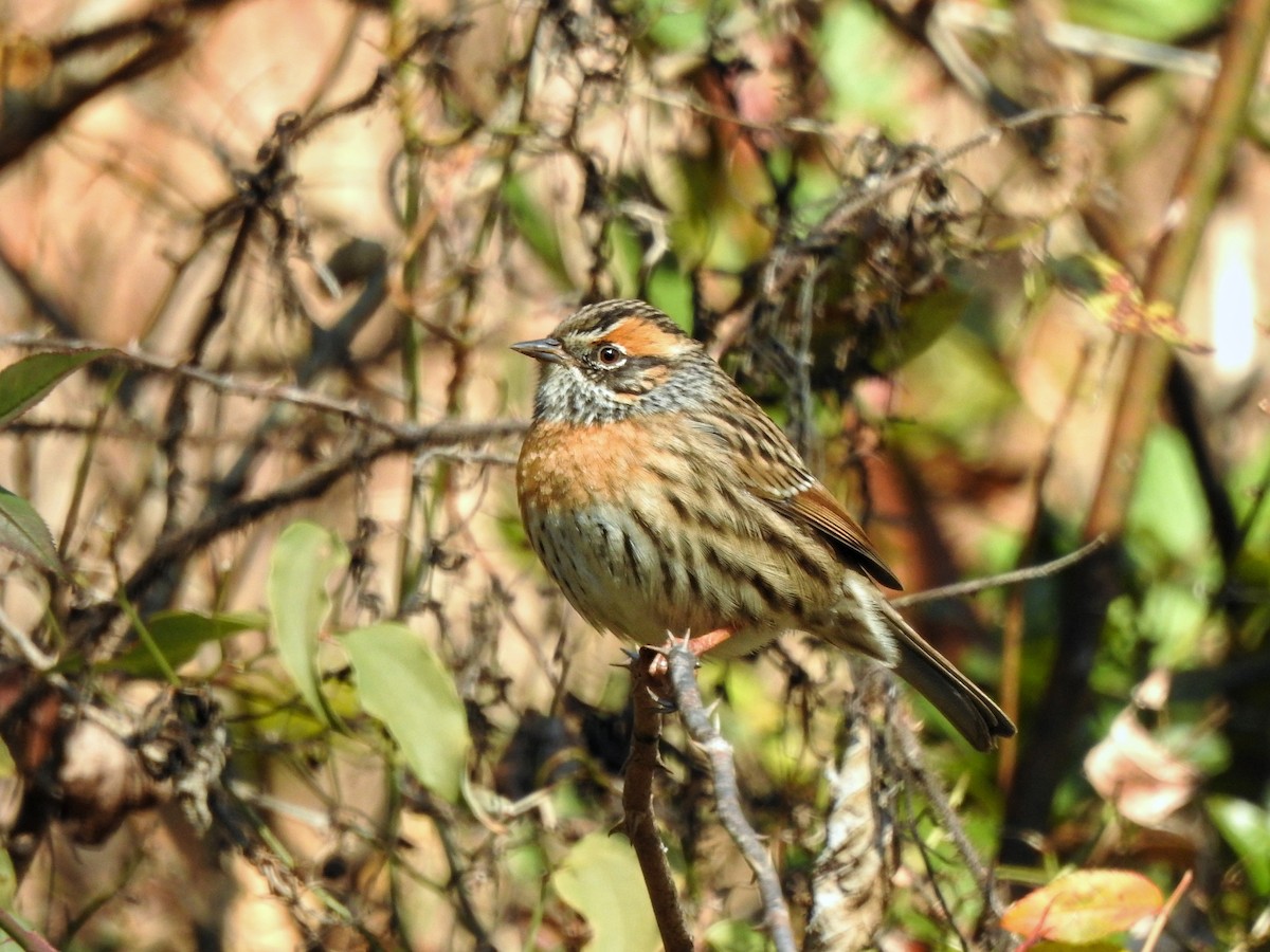 Rufous-breasted Accentor - ML617973740