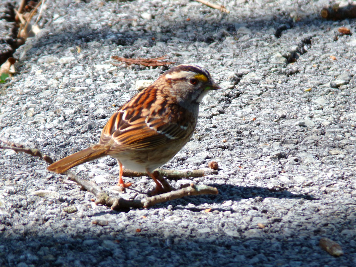 White-throated Sparrow - ML617973748