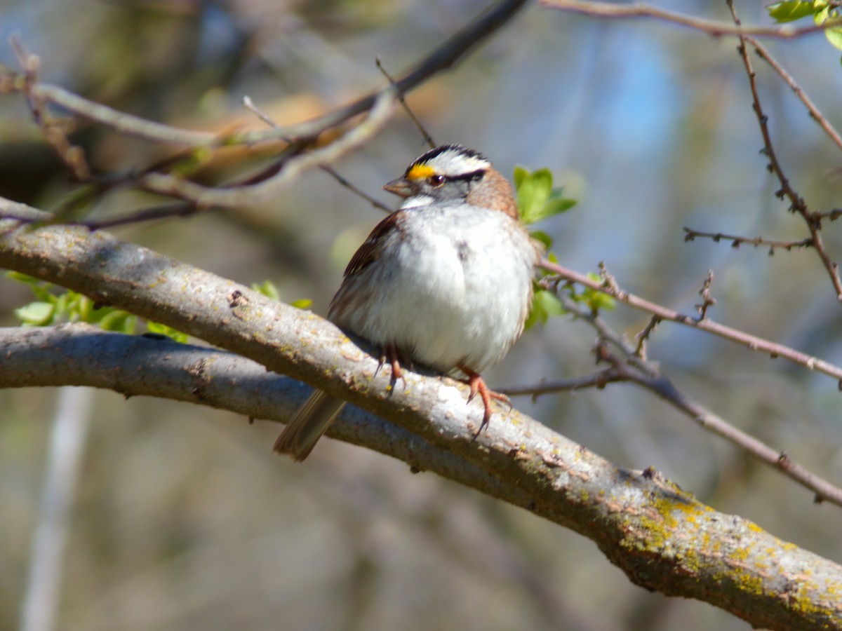 White-throated Sparrow - Kara Bean