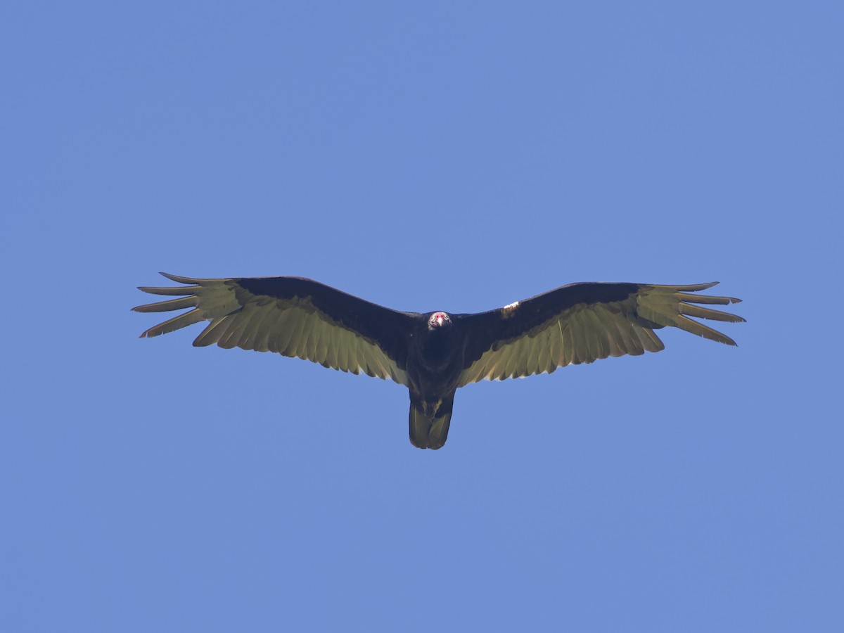 Turkey Vulture - ML617973772