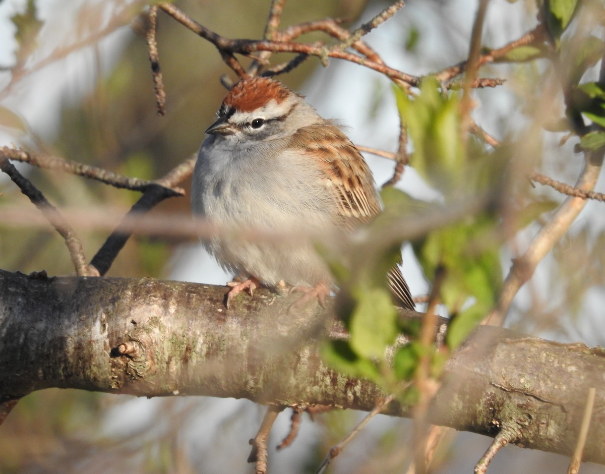 Chipping Sparrow - ML617973774