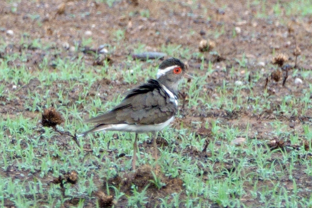 Forbes's Plover - ML617973787