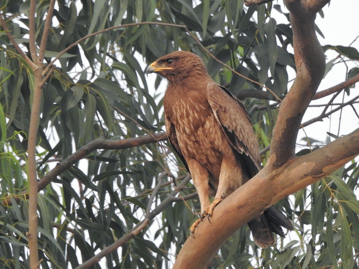 Indian Spotted Eagle - Milind Ganatra