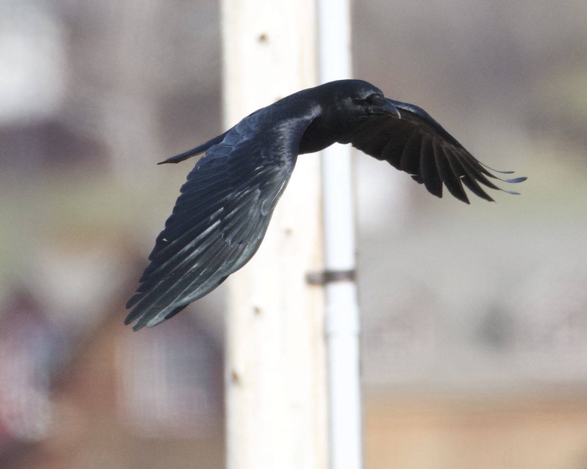 American Crow - Larry Waddell