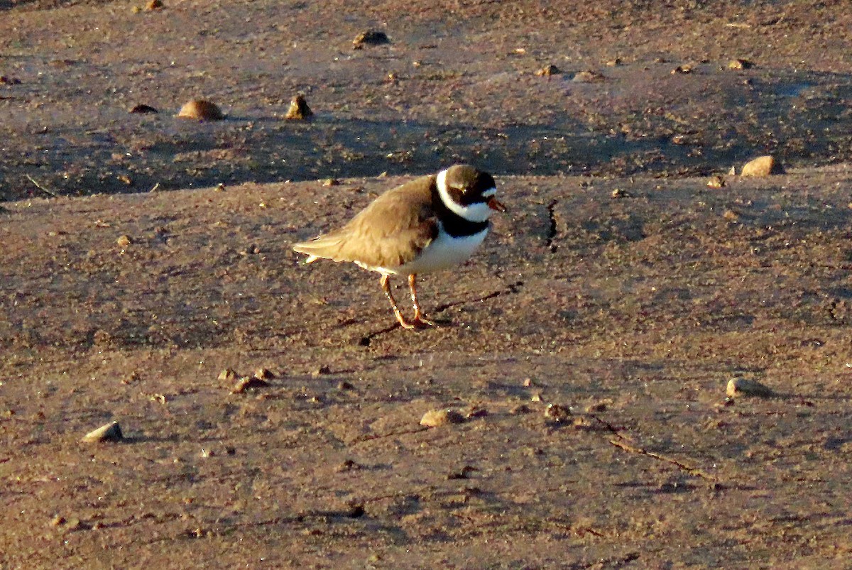 Semipalmated Plover - ML617973871