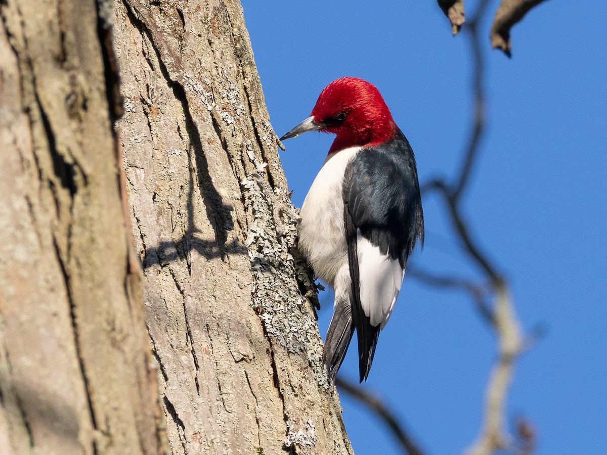 Red-headed Woodpecker - Chris Fischer