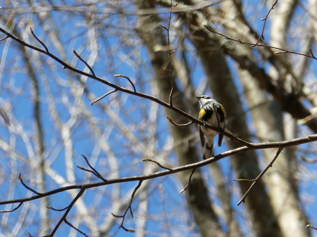 Yellow-rumped Warbler - ML617973923
