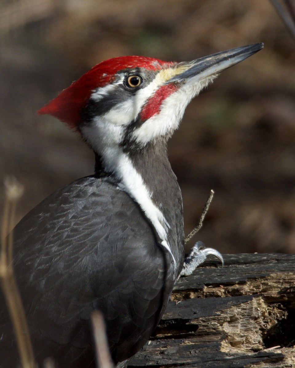 Pileated Woodpecker - ML617973929