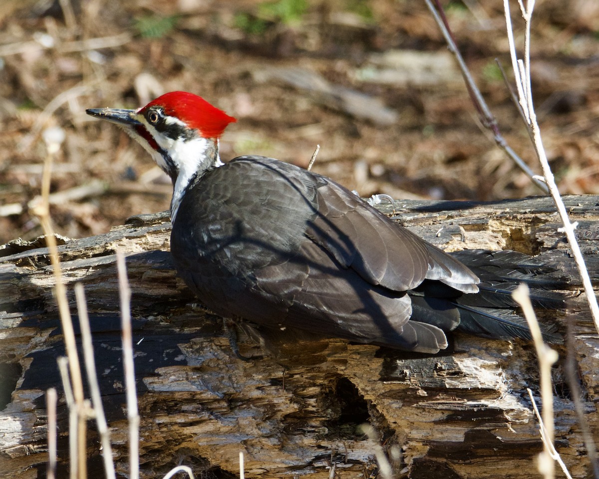 Pileated Woodpecker - ML617973930