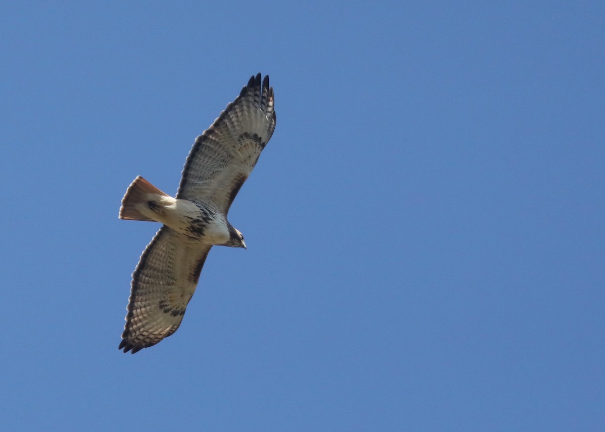 Red-tailed Hawk - ML617973965