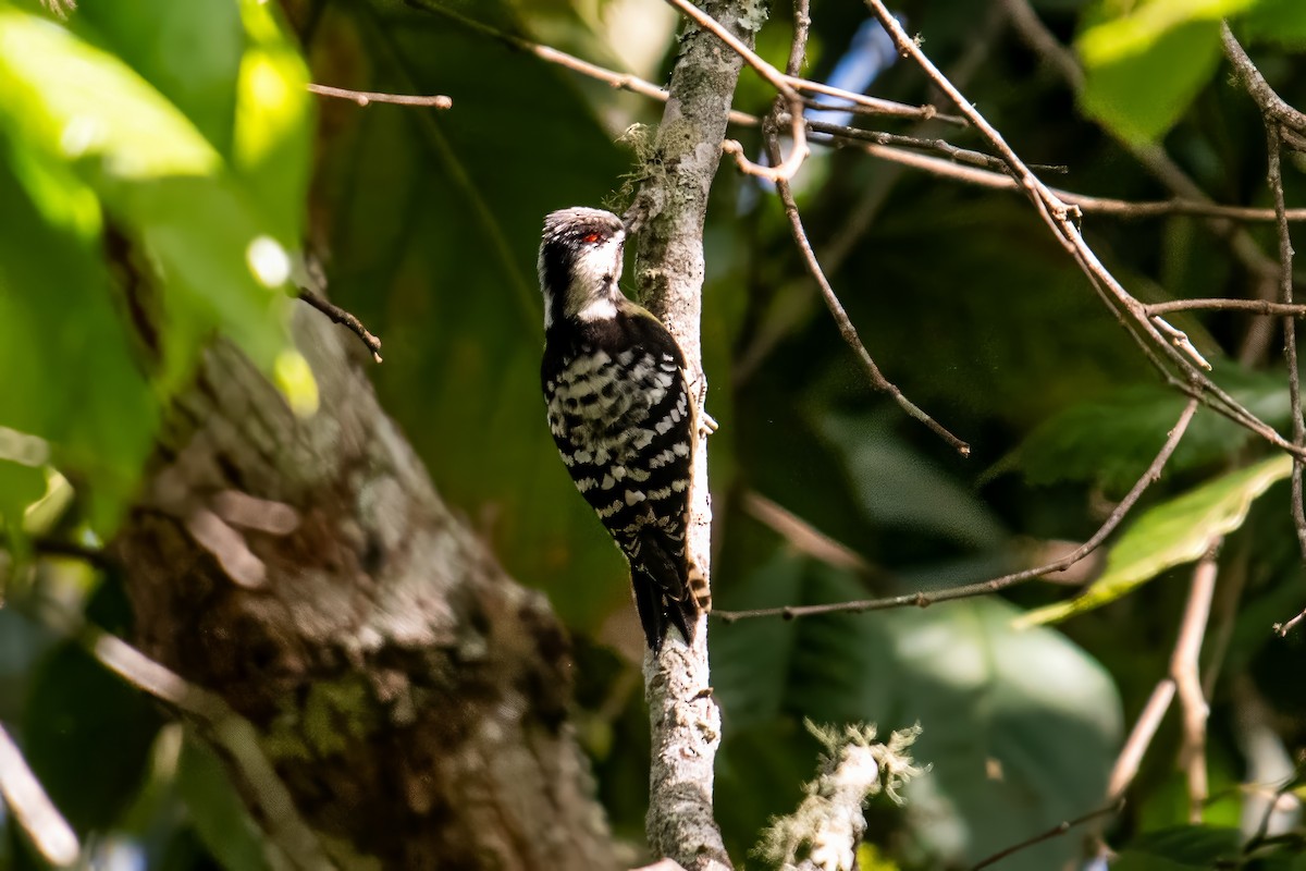 Gray-capped Pygmy Woodpecker - ML617973987