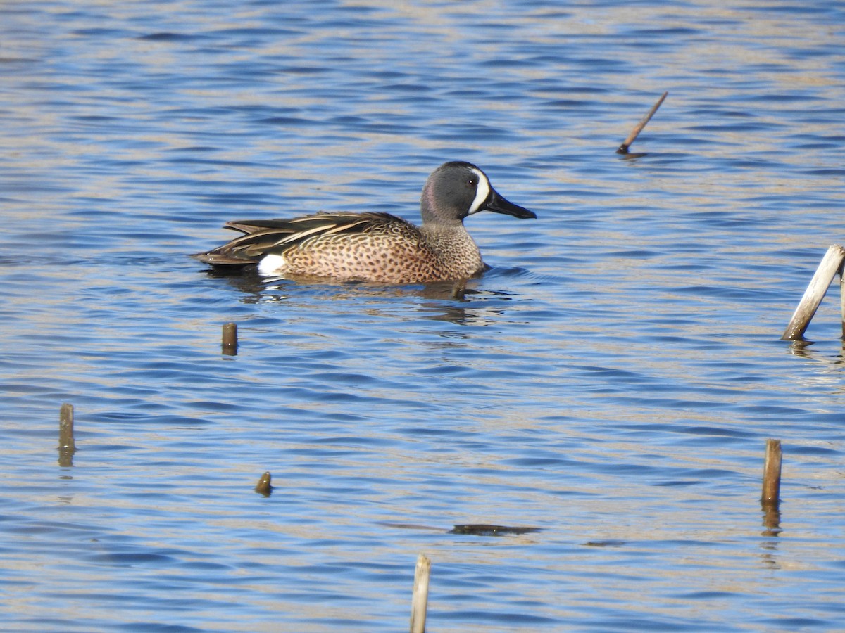 Blue-winged Teal - ML617974027