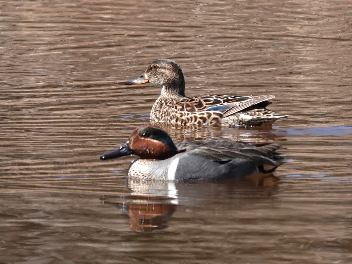 Green-winged Teal - ML617974040