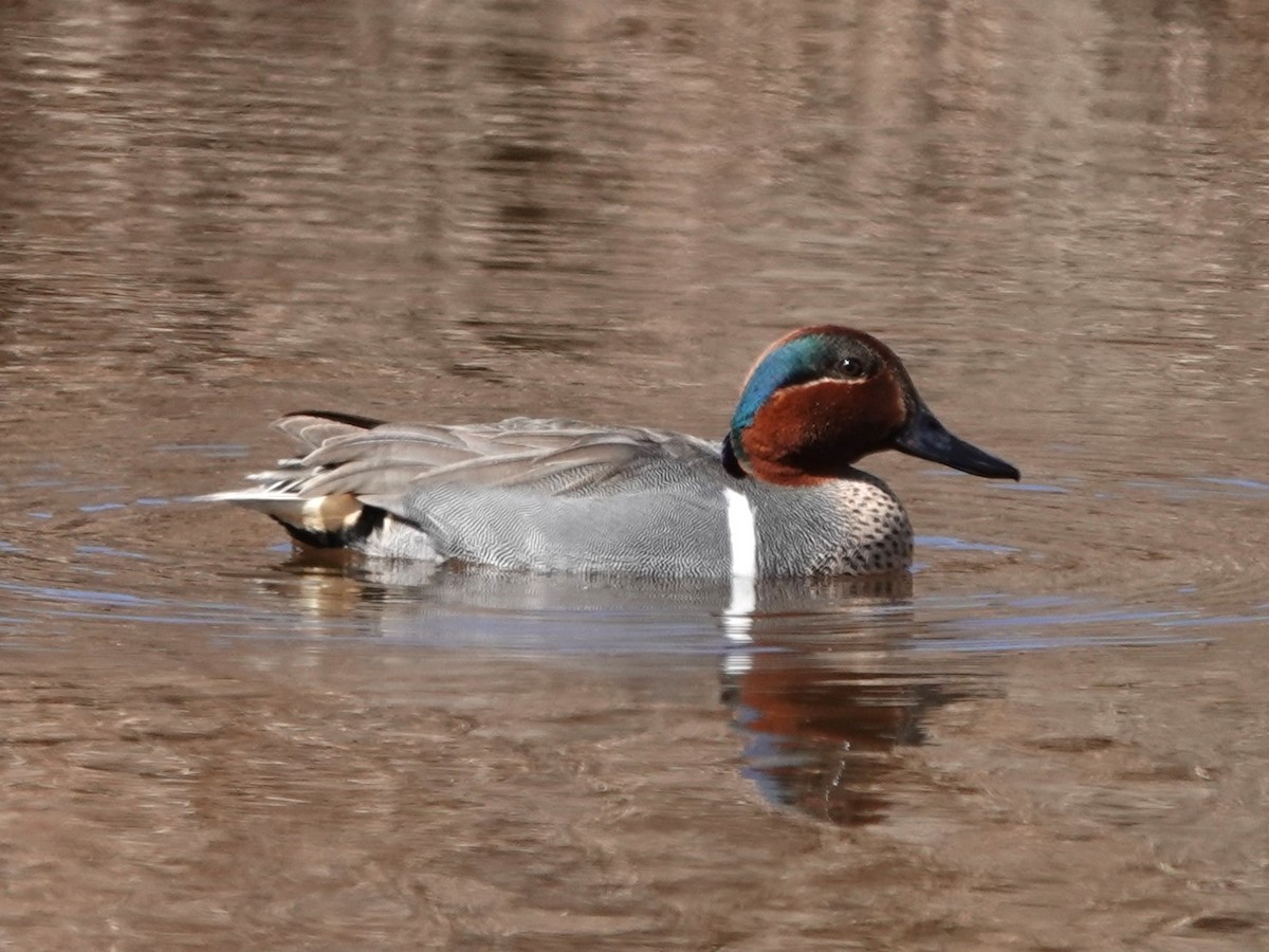 Green-winged Teal - ML617974051