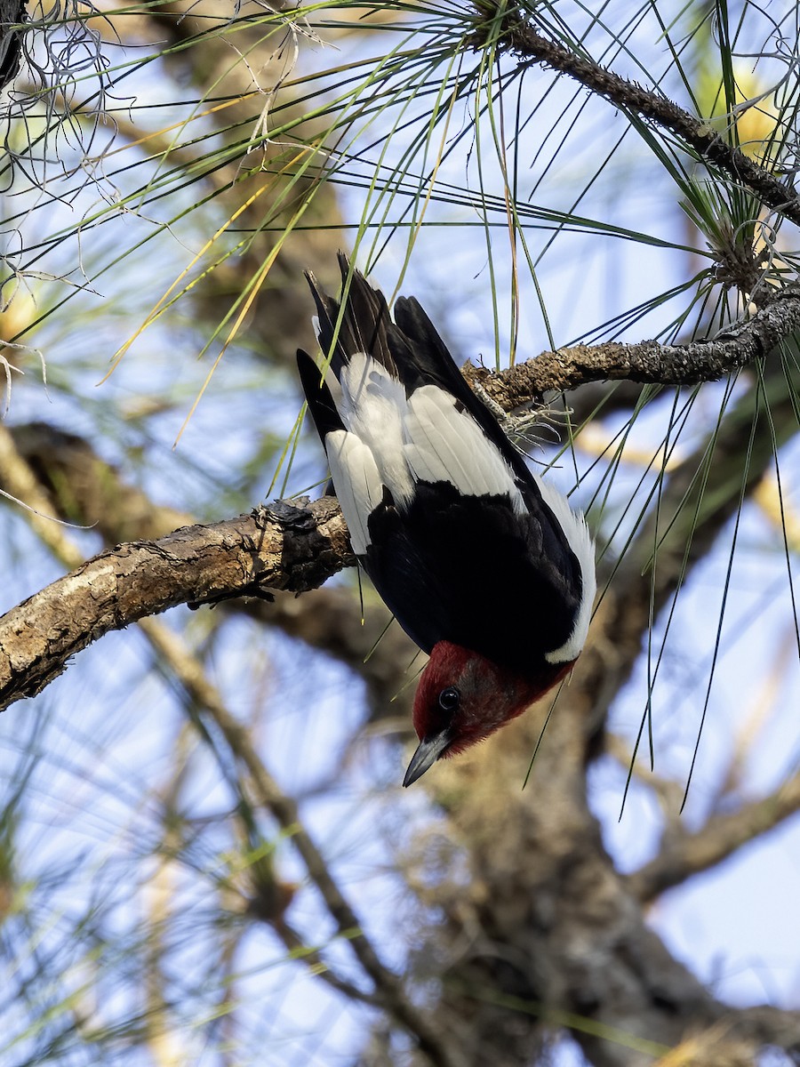 Red-headed Woodpecker - ML617974117
