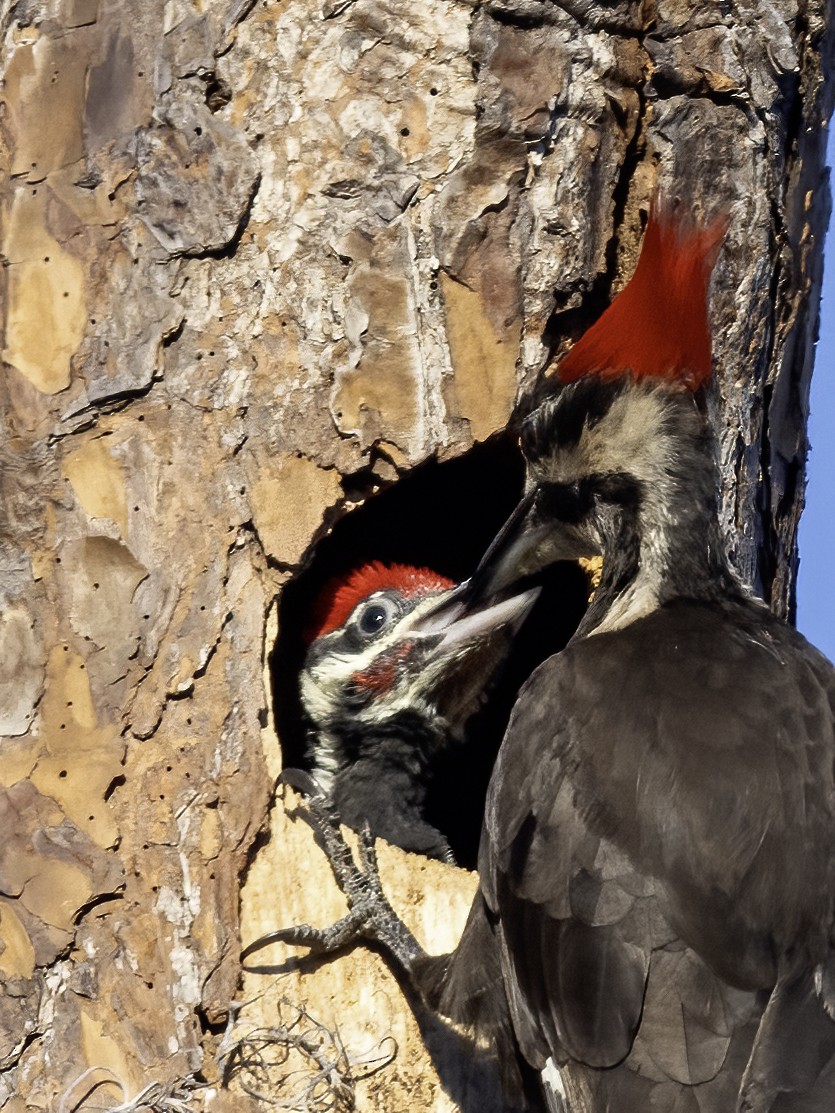 Pileated Woodpecker - ML617974139