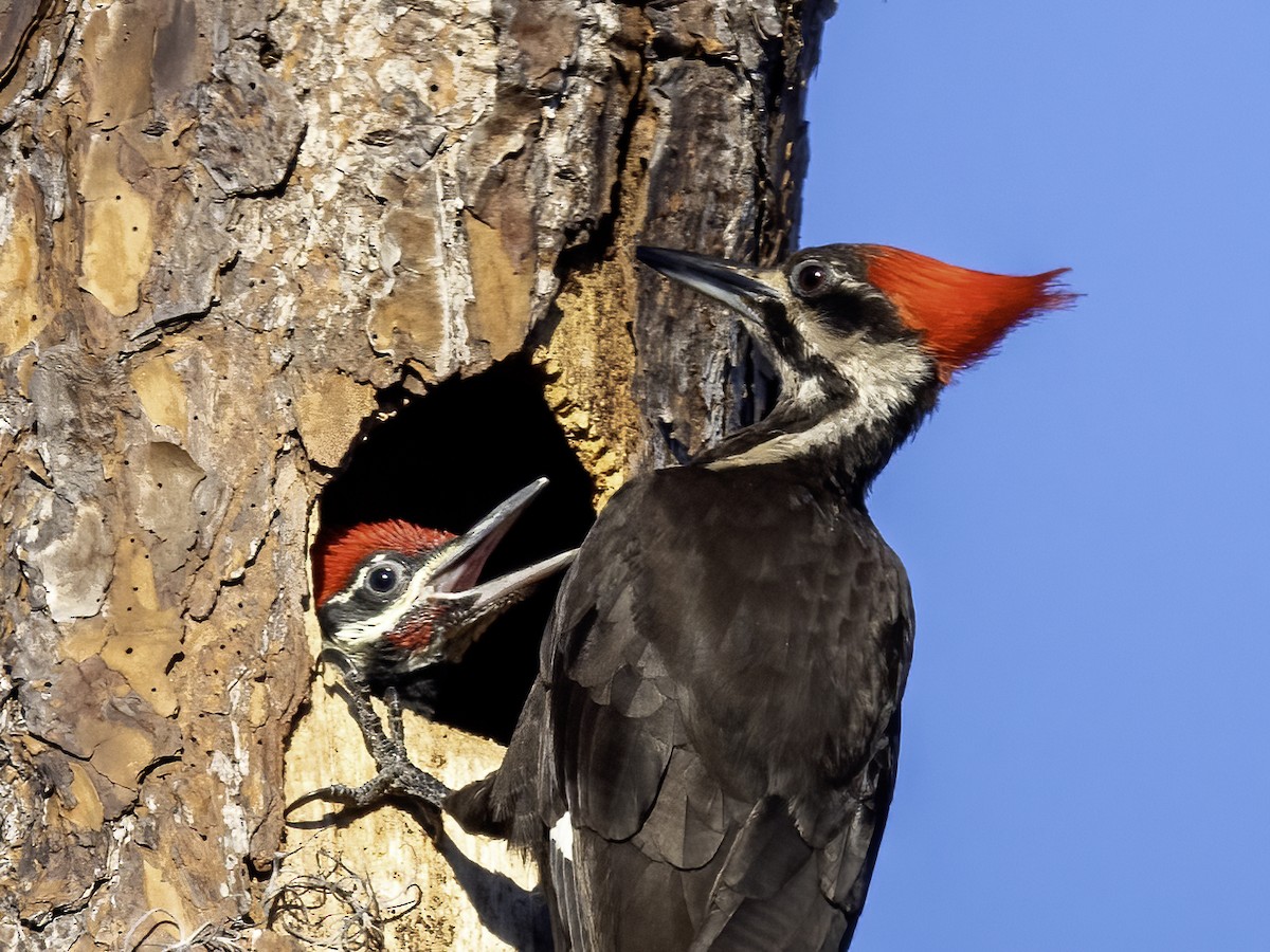Pileated Woodpecker - ML617974140