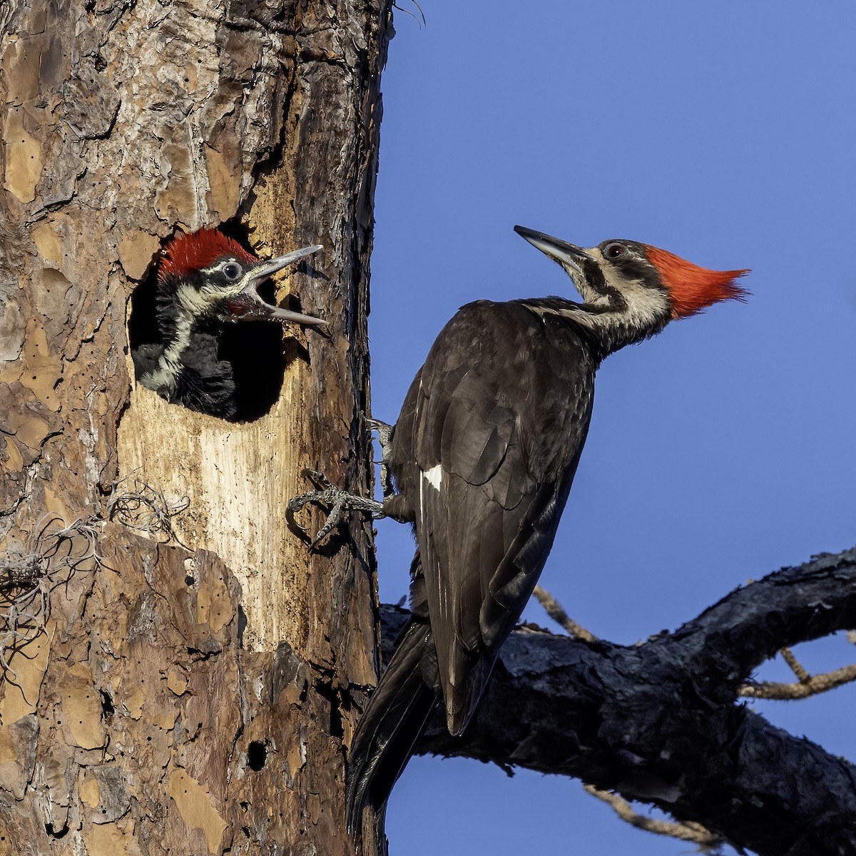 Pileated Woodpecker - Lynette Spence