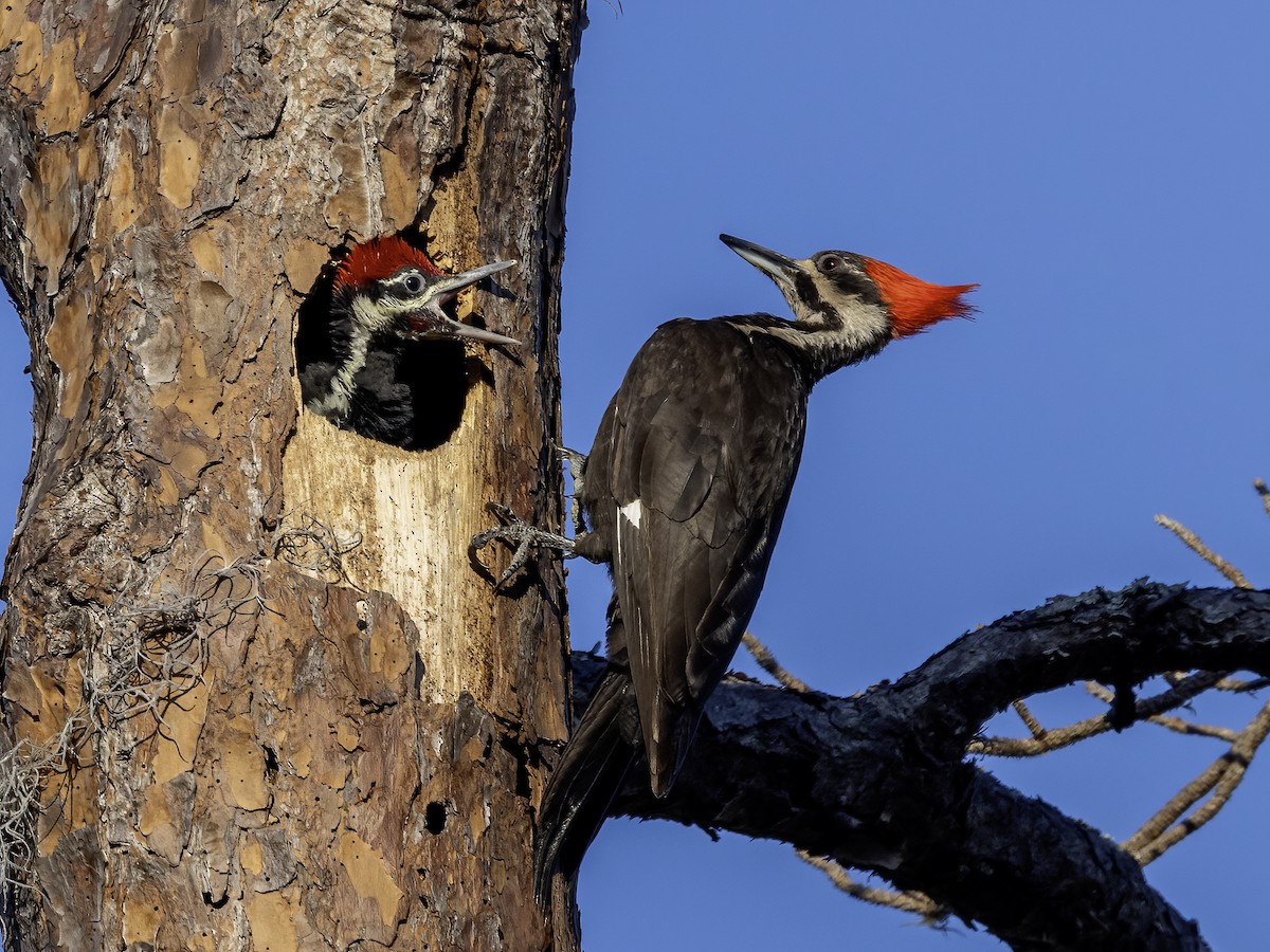 Pileated Woodpecker - ML617974142
