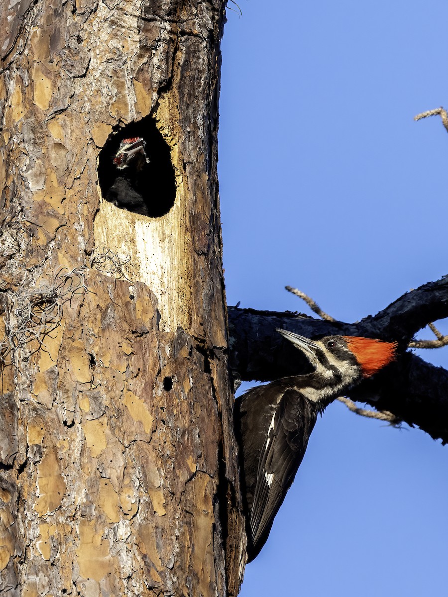 Pileated Woodpecker - ML617974146