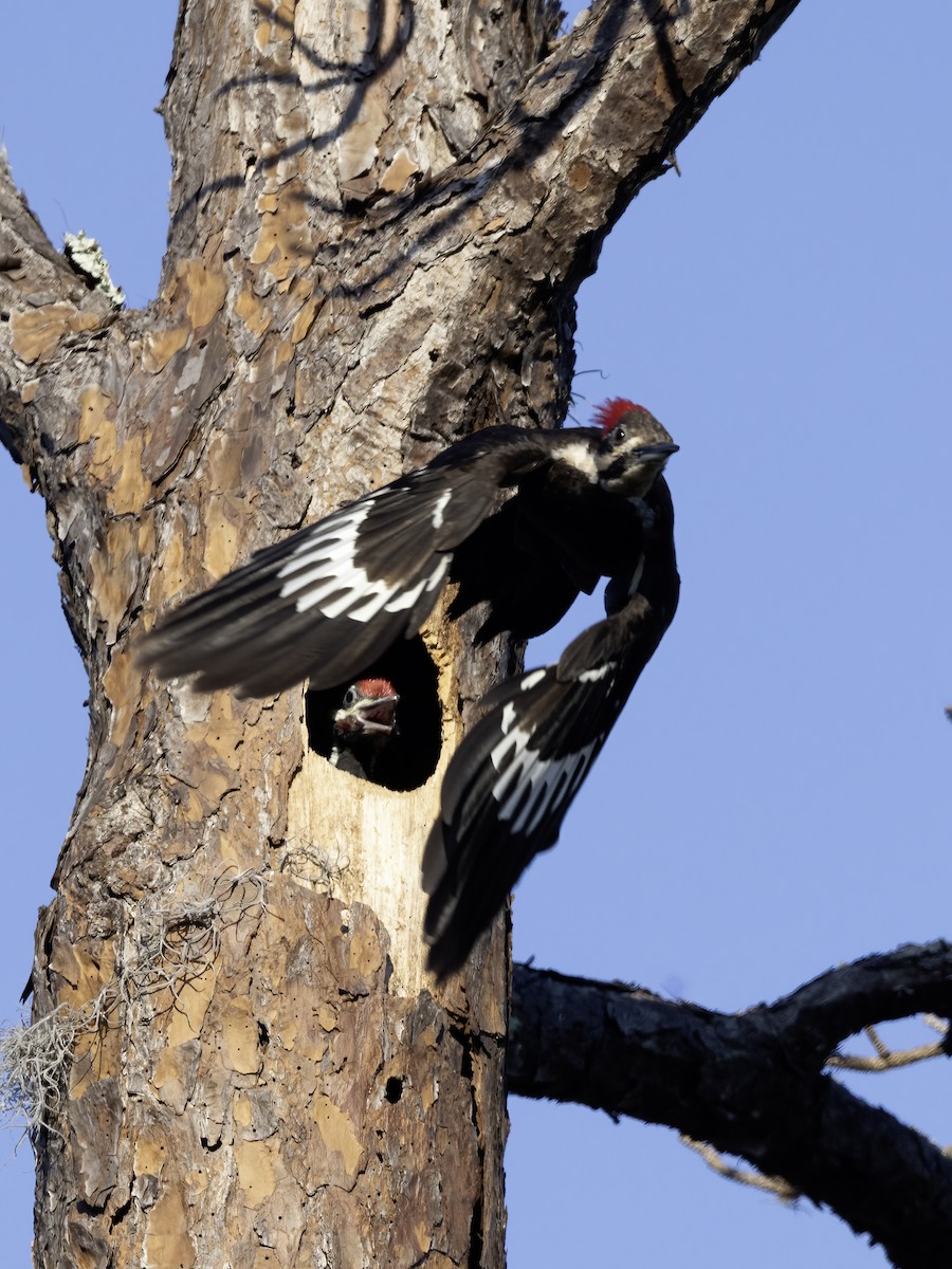 Pileated Woodpecker - Lynette Spence