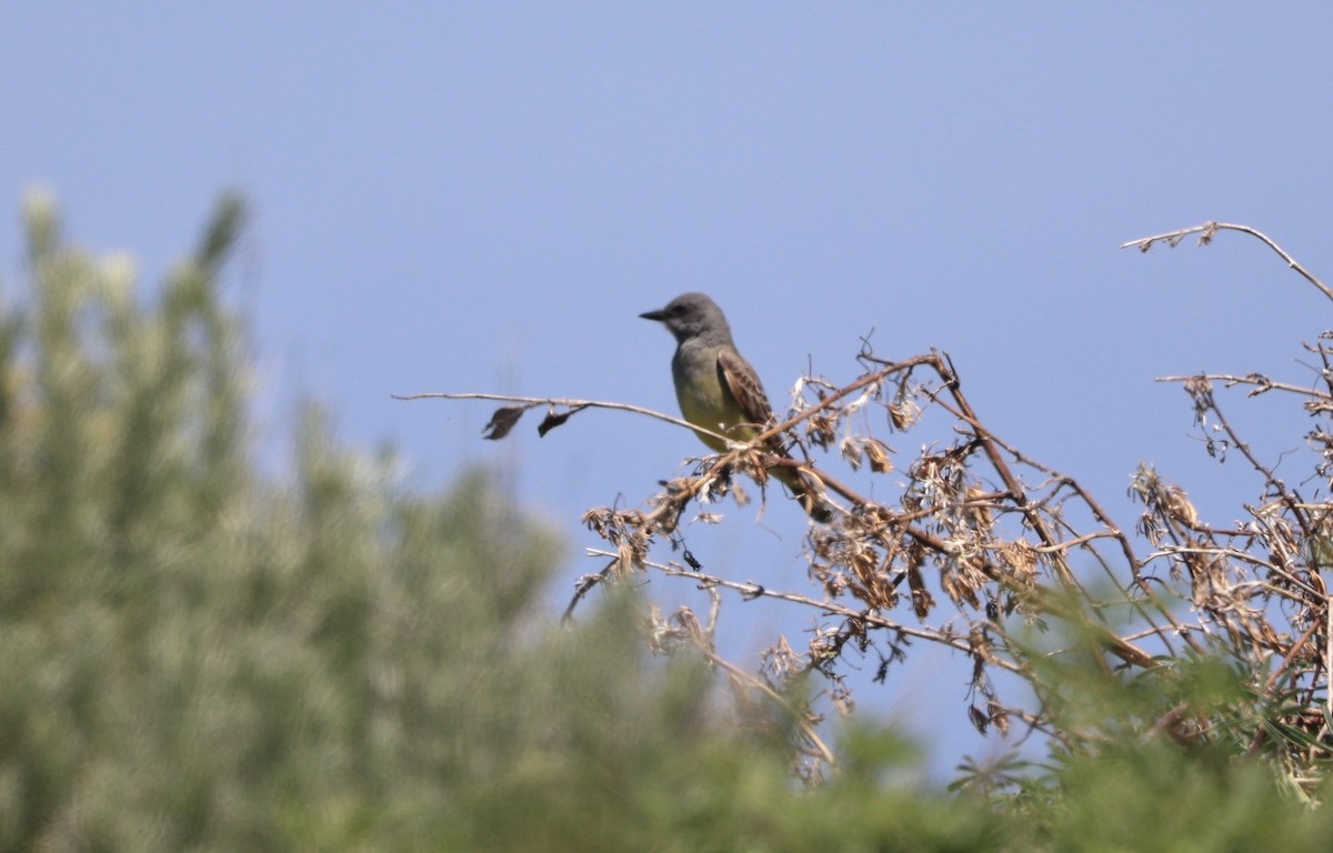 Cassin's Kingbird - Jeerapa Sookgaew